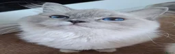Ragdoll cats for sale: 💙 GCCF Ragdoll Kittens – 4 Girls & 3 Boys 💙 - Advert 2