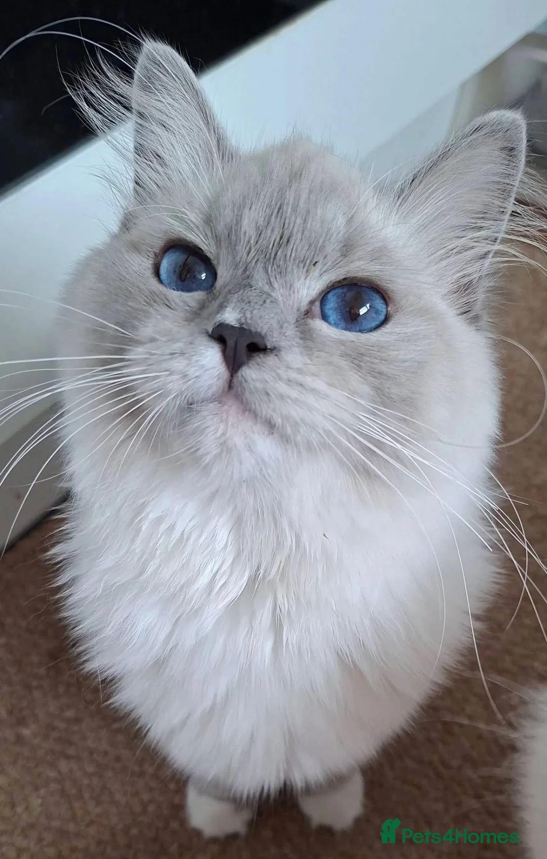 Ragdoll cats for sale: 💙 GCCF Ragdoll Kittens – 4 Girls & 3 Boys 💙 - Advert 2