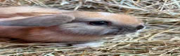French Lop rabbits for sale: French lop babies ready to go  - Advert 7