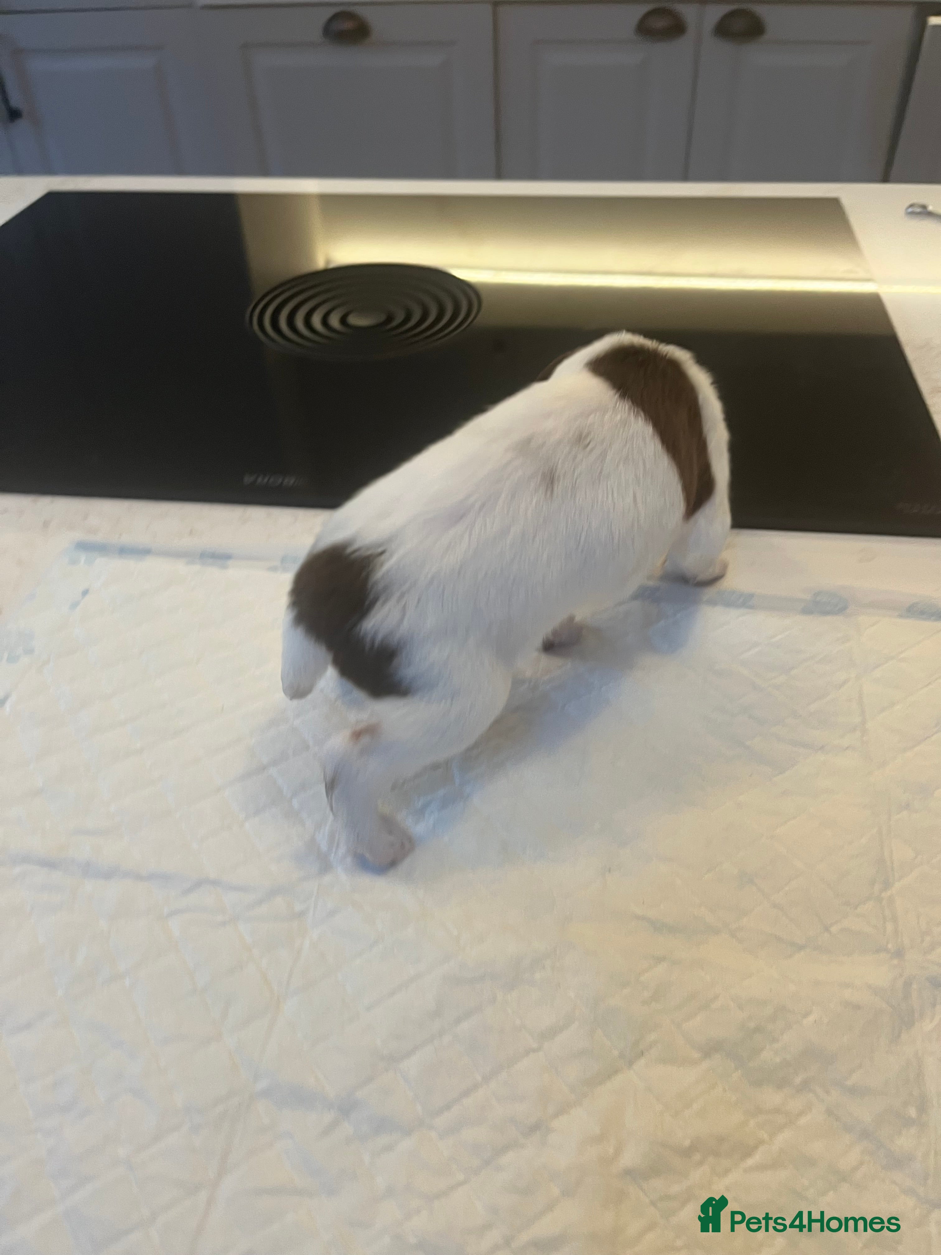 English Springer Spaniel dogs Exceptional English Springer Spaniel - Advert 2