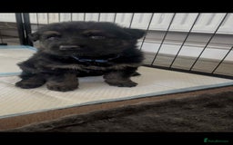 German Shepherd dogs for sale: German Shepherd pups - Advert 14