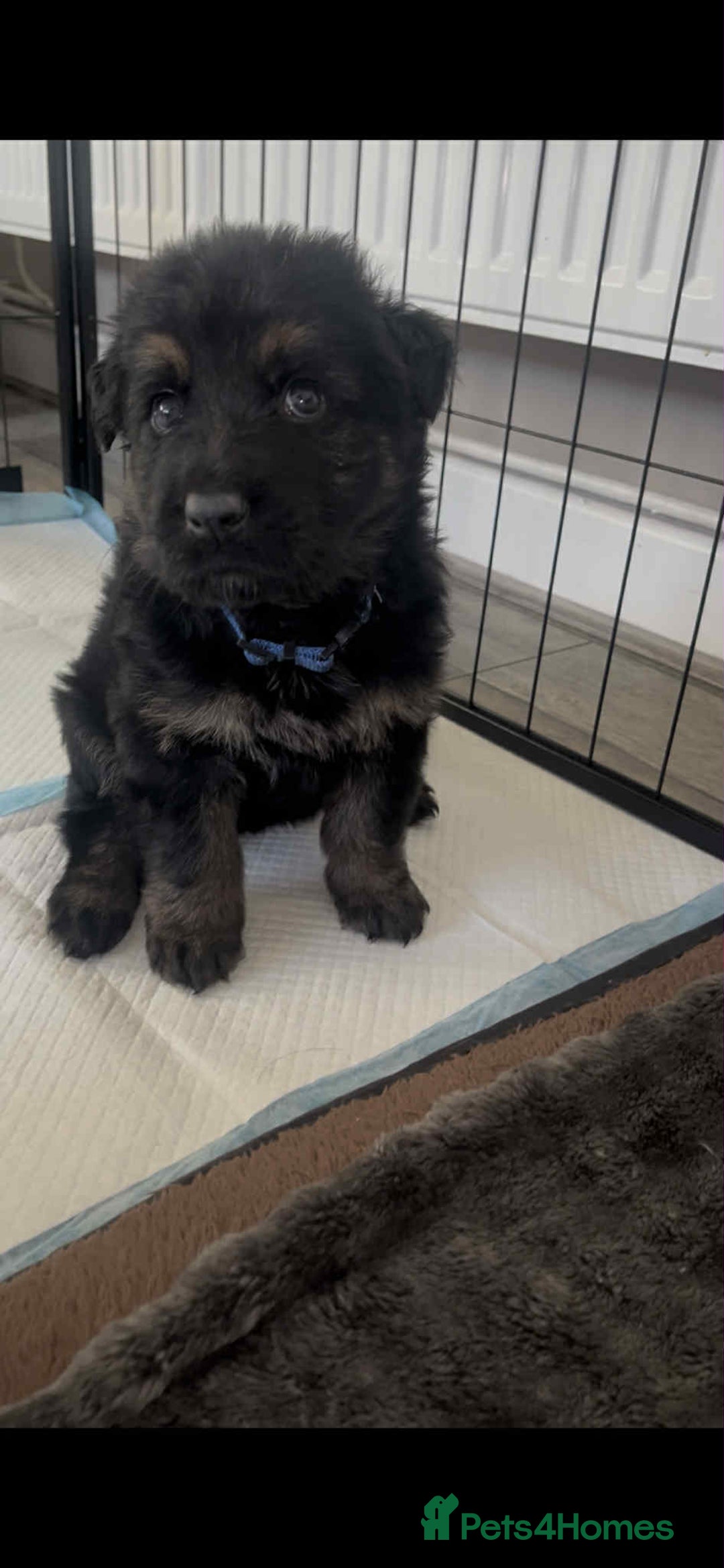 German Shepherd dogs for sale: German Shepherd pups - Advert 14