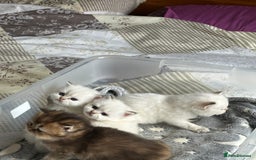 British Longhair cats for sale: Top qualityBritish longhaired kitten white&golden  - Image 18