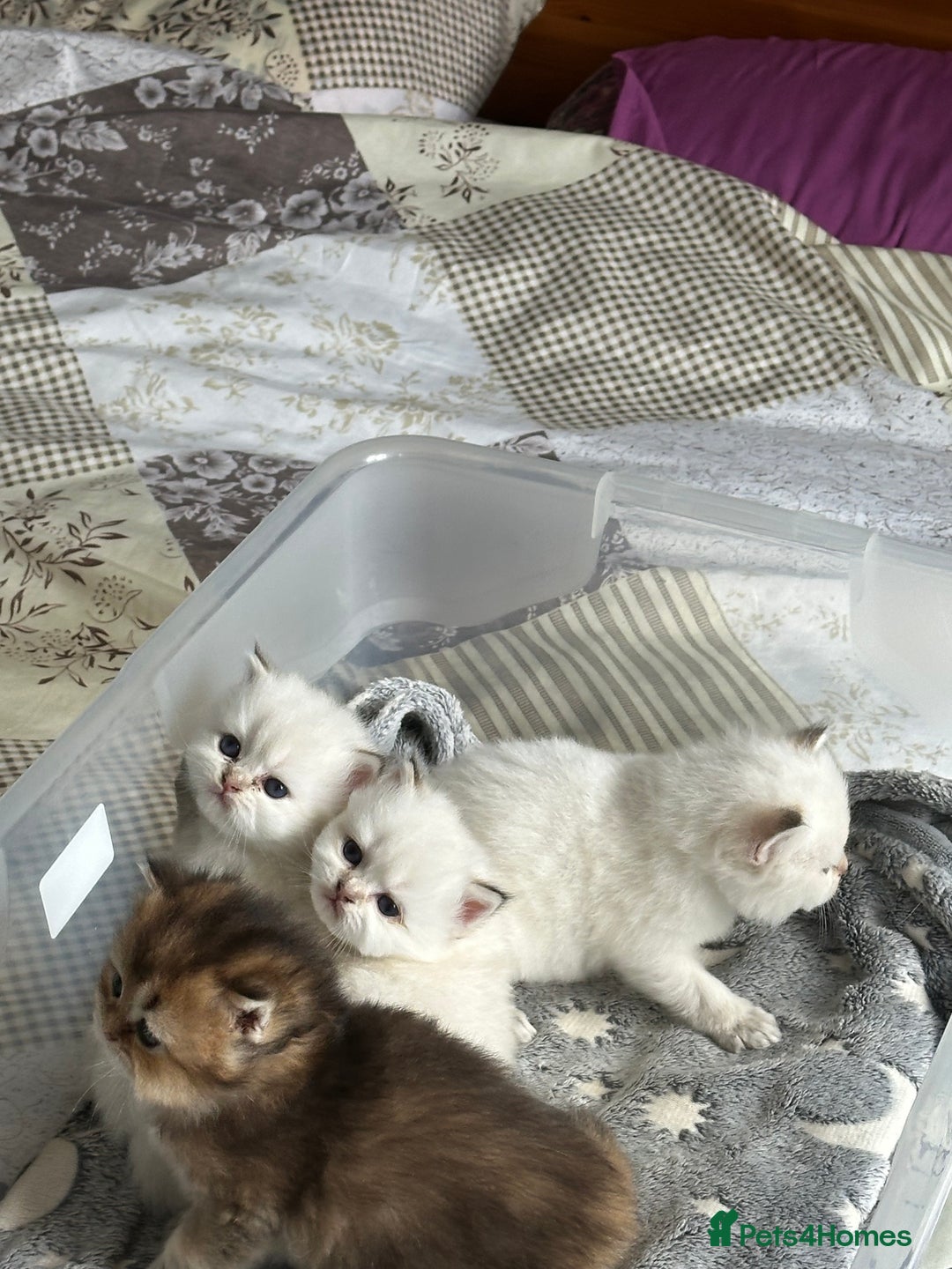 British Longhair cats for sale: Top qualityBritish longhaired kitten white&golden  - Image 18