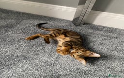 Chausie cats for sale: Savannah x Chausies - Image 5