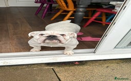 English Bulldog dogs for sale: Kc registered English bulldog - Image 7