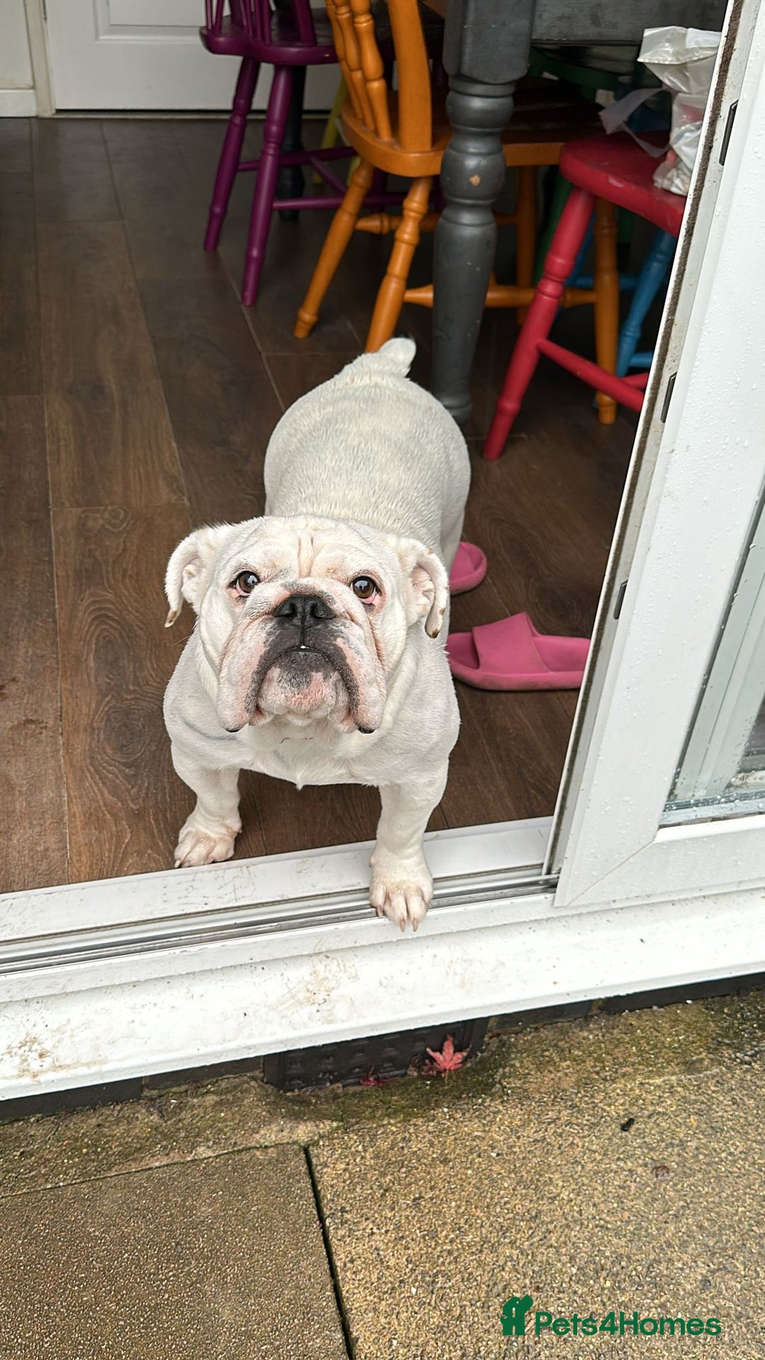 English Bulldog dogs for sale: Kc registered English bulldog - Image 7