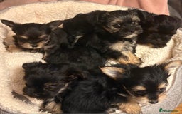 Chorkie dogs for sale: Tiny Pups for sale - Image 18
