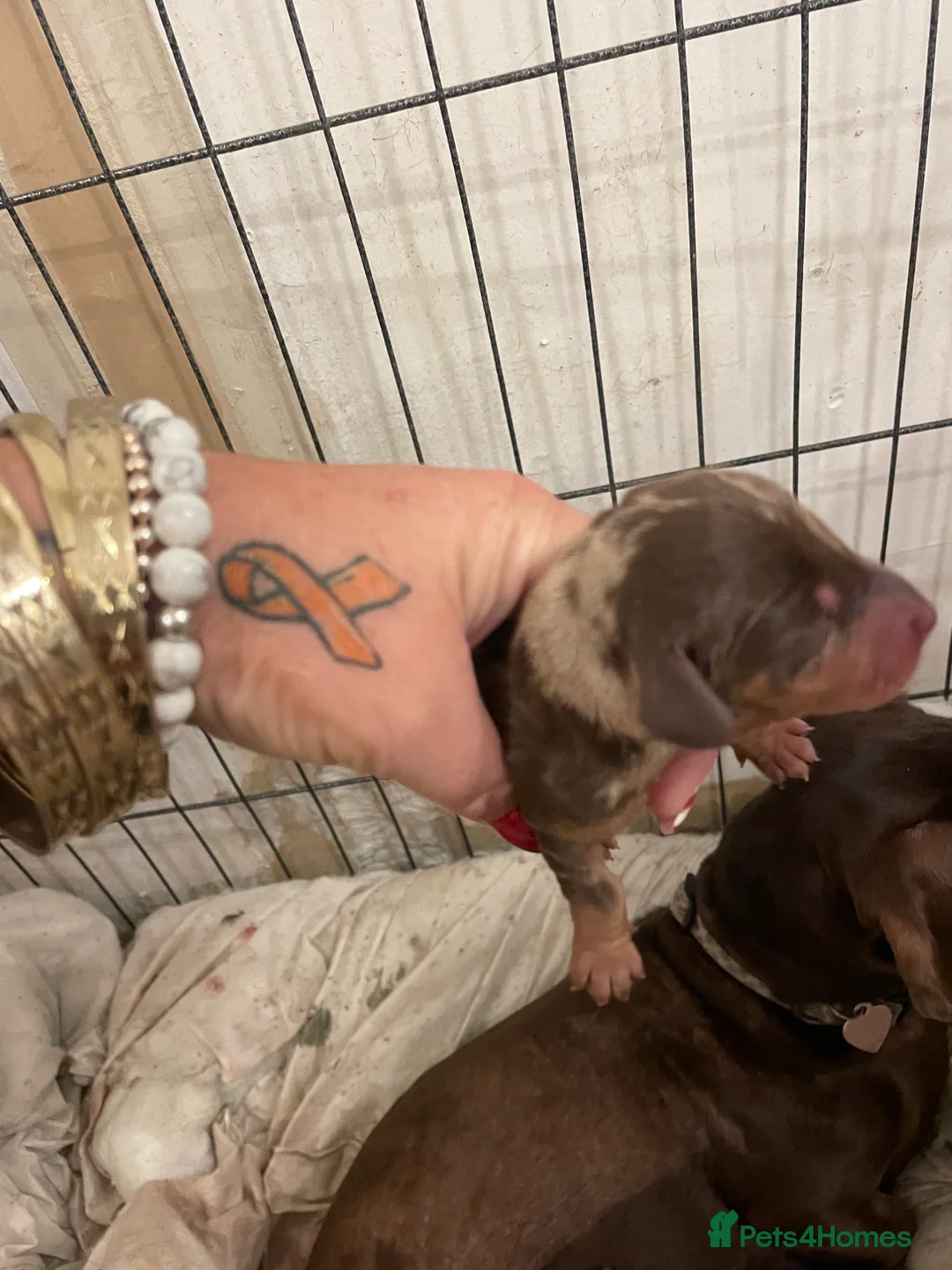 Dachshund dogs for sale: Miniature dachshunds  - Advert 8