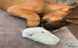 Mixed Breed dogs for sale: Freddie  - Image 4