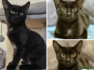 Mixed Breed cats Uto - indoor home needed - Advert 12