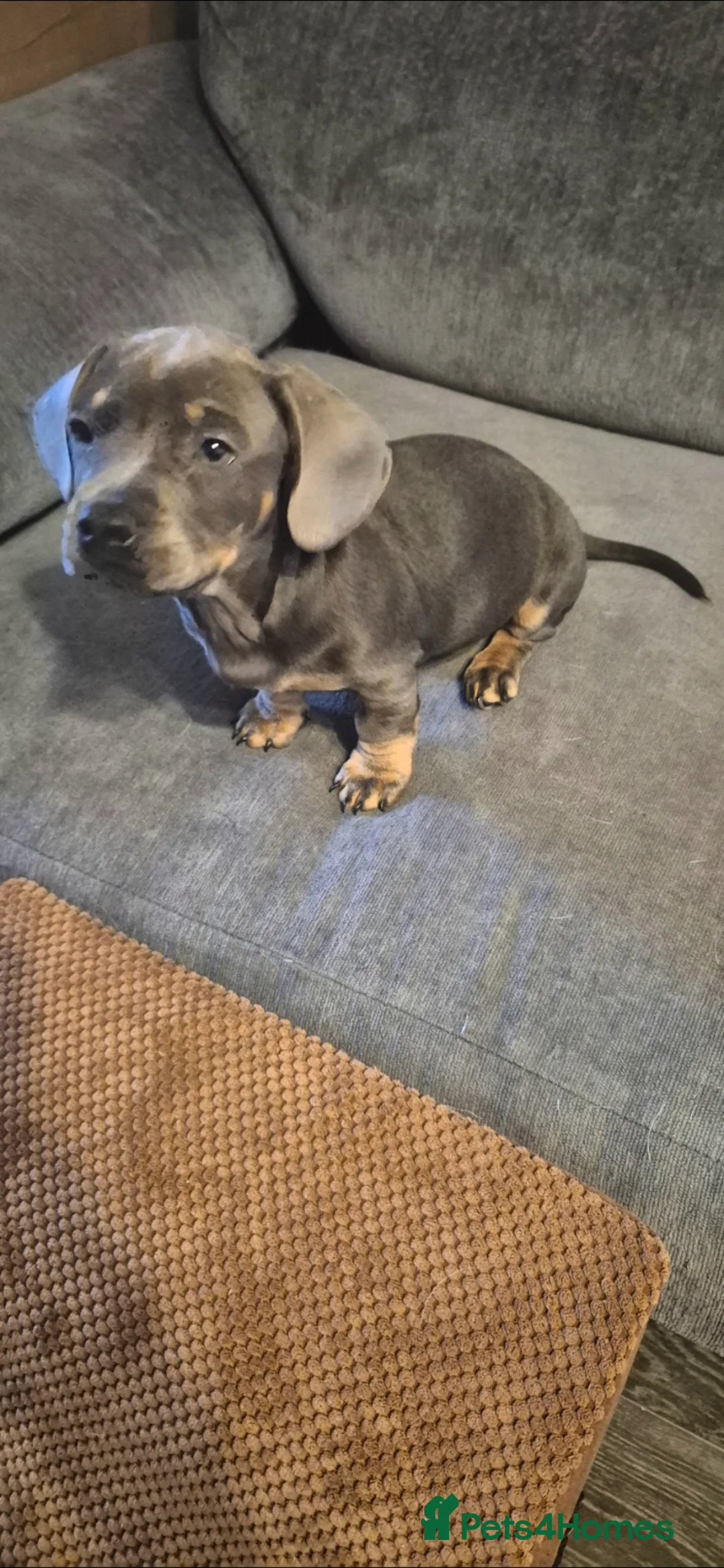 Mixed Breed dogs for sale: Miniature dachshund mixed breed in Ilkeston - Advert 8