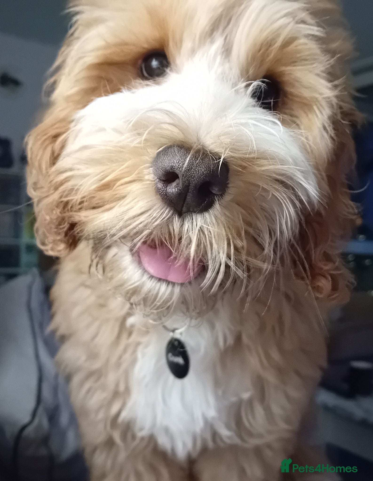 Cockapoo dogs 6 month old female cockapoo  - Advert 2
