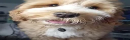 Cockapoo dogs for sale: 6 month old female cockapoo  - Advert 1