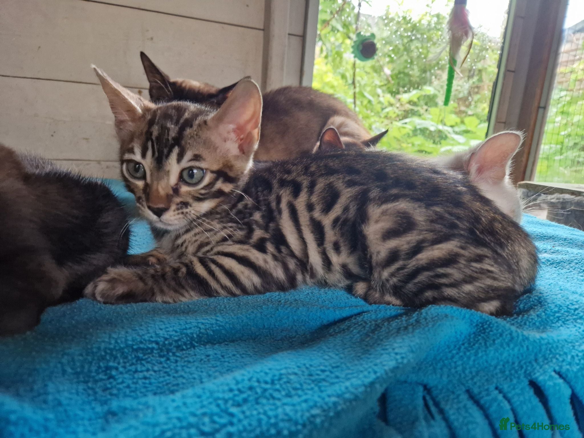 Mixed Breed cats Beautiful Bengamese kittens  - Advert 1