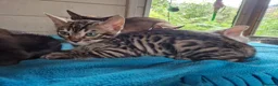 Mixed Breed cats for sale: Beautiful Bengamese kittens  - Advert 7