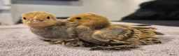 Chickens poultry for sale: Millefleur Sablepoot Chicks  - Advert 4