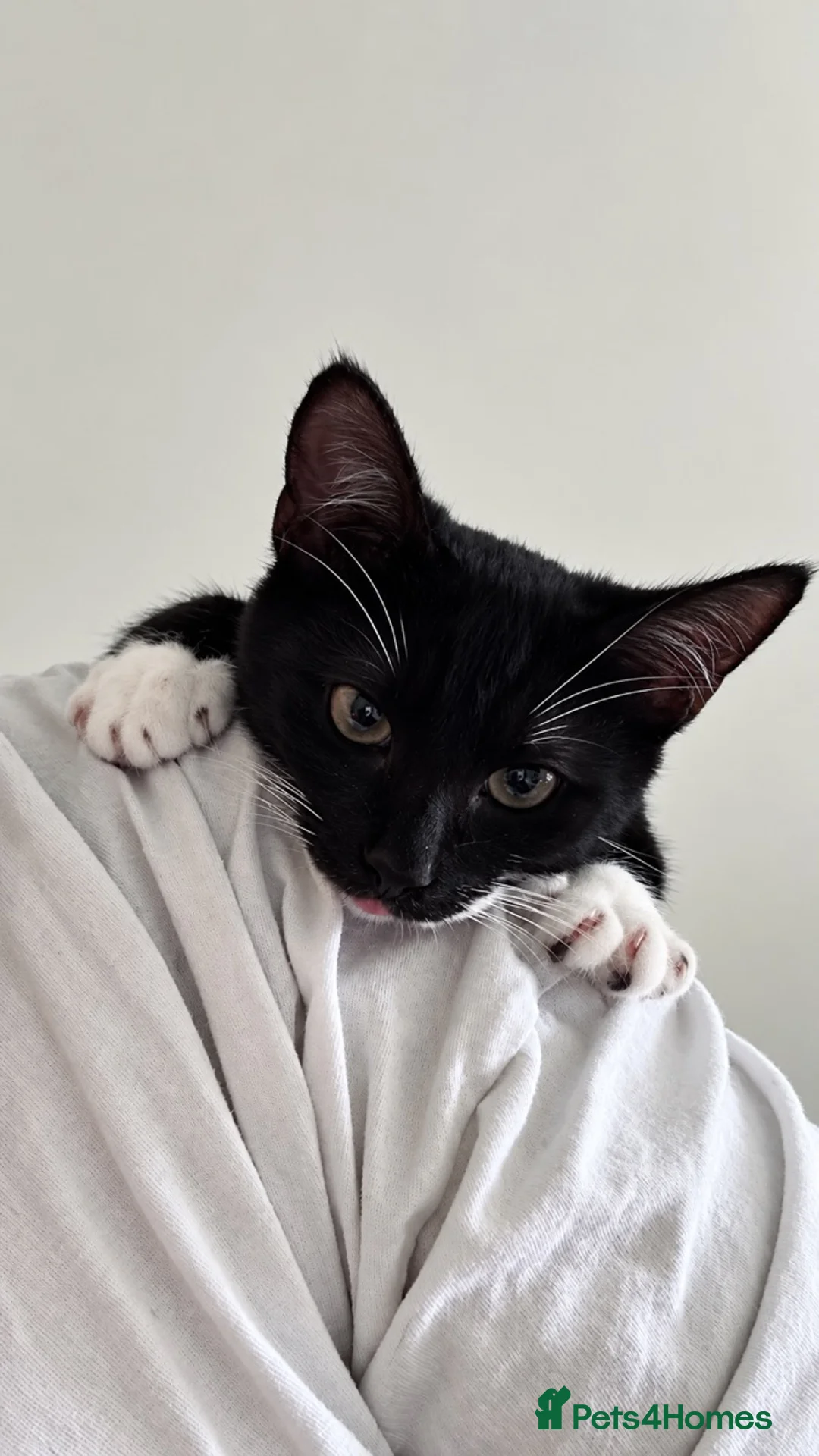 Mixed Breed cats for sale: Overlooked Rescue cats- 6m- 6 years🤎 - Advert 2