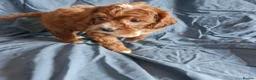 Cavapoo dogs for sale: Cavapoo puppies  - Advert 11