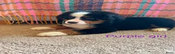 Bernese Mountain Dog dogs for sale: Beautiful Bernese Mountain pups available  in Carmarthen - Advert 14
