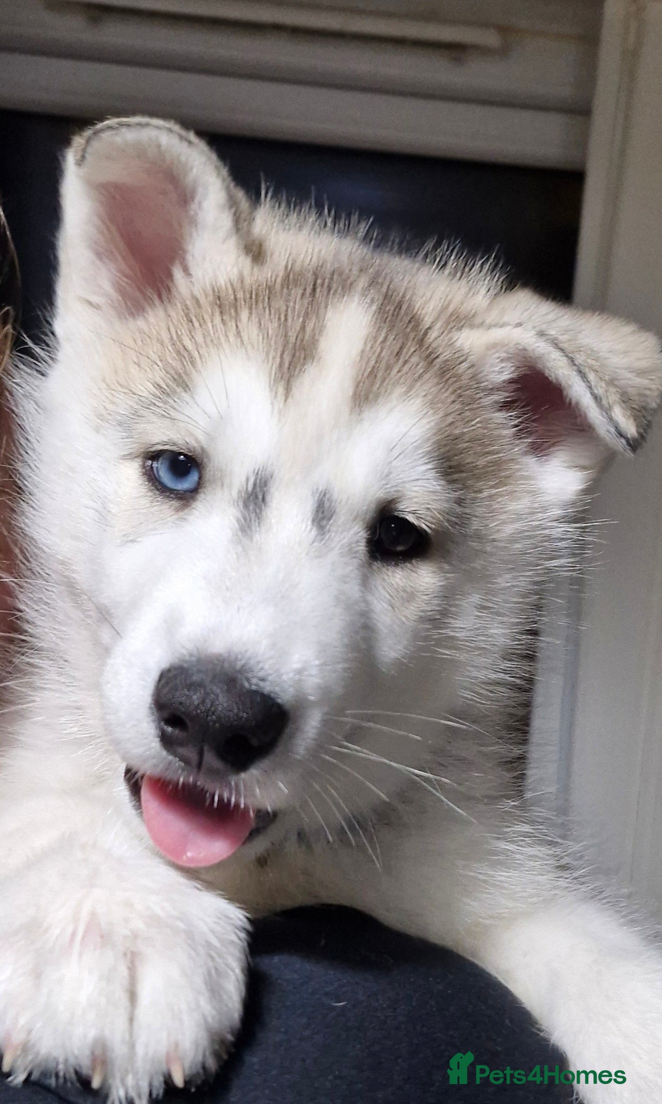 Siberian Husky dogs ​🐺 last husky boy - READY TODAY! 🐺  - Advert 1