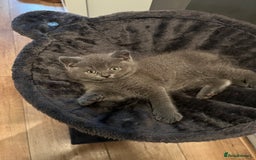 British Shorthair cats for sale: Beautiful British blues - Image 7