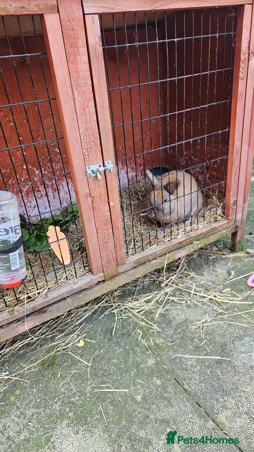 English Lop rabbits for sale: Rabbit  - Advert 1