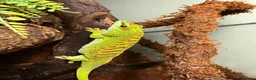 Gecko reptiles for sale: Giant Madagascan Day Gecko For Sale  in Newbury - Advert 2