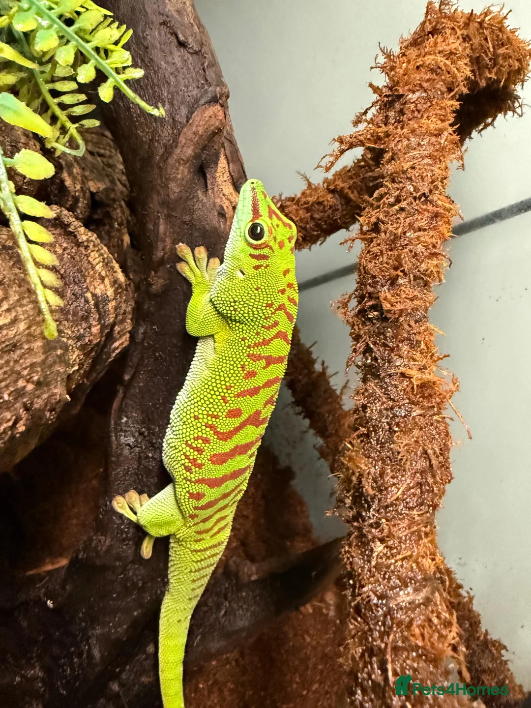 Gecko reptiles for sale: Giant Madagascan Day Gecko For Sale  in Newbury - Advert 2