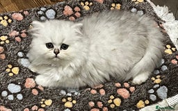 Persian cats for sale: persian chinchilla kittens  - Image 22