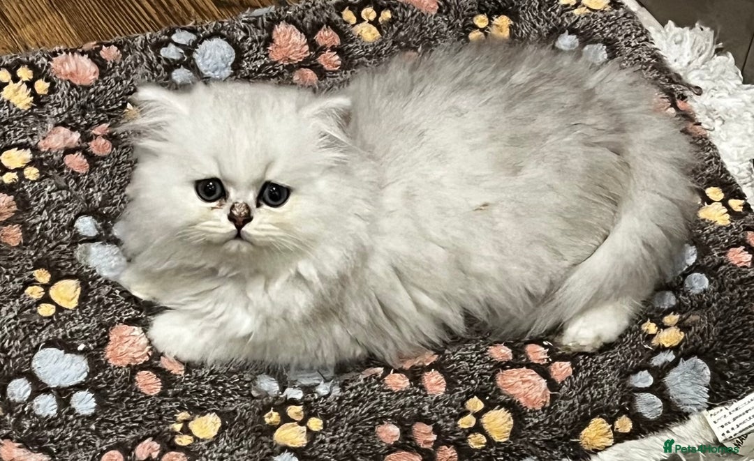 Persian cats for sale: persian chinchilla kittens  - Image 22