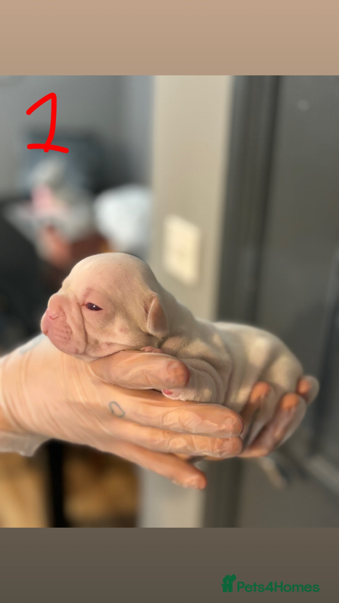 French Bulldog dogs for sale: Pink testable **s 🩷💙🍫🍪🔥 - Image 2