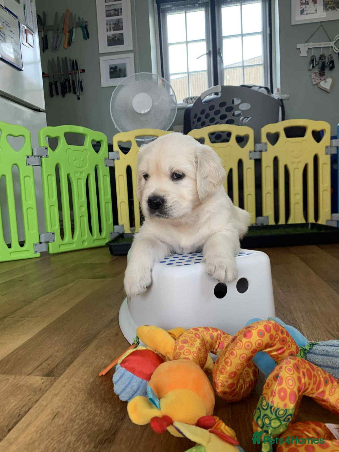 Golden Retriever dogs for sale: Gorgeous KC reg Golden Retriever Puppies - Image 8