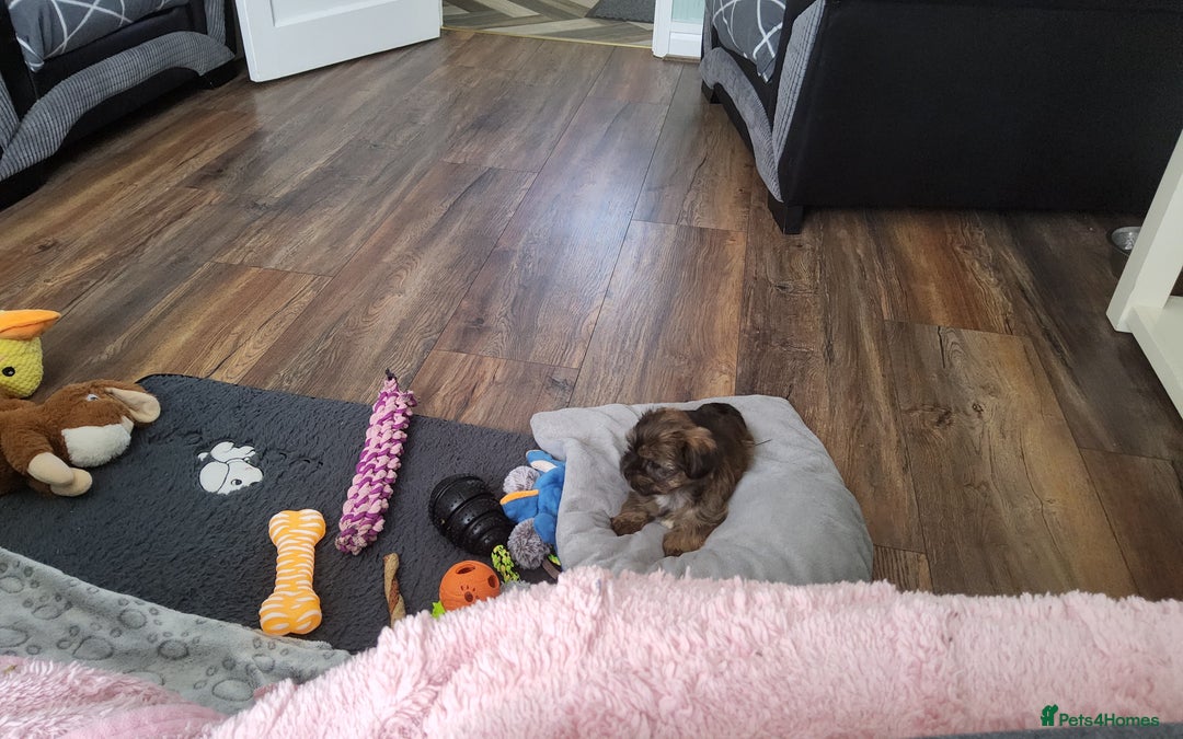 Shorkie dogs for sale: Male shorkie 17 weeks old - Image 1