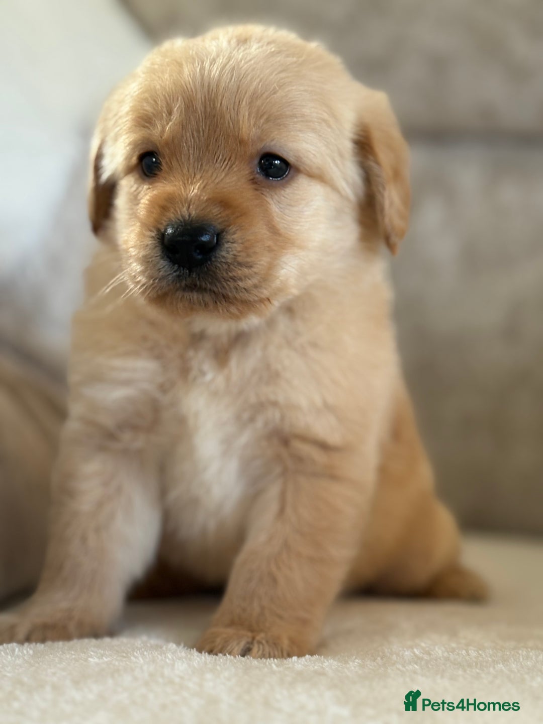 Labradoodle dogs for sale: Gorgeous f1 labradoodle puppies - Advert 8