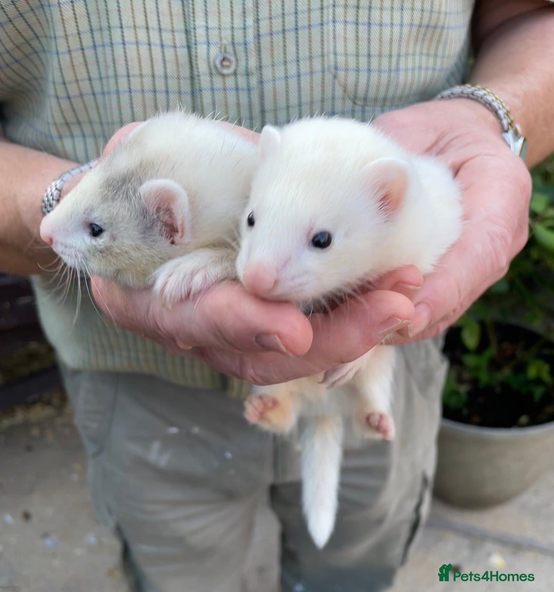 Ferret rodents for sale: Greyhound Ferret Kits - Image 8