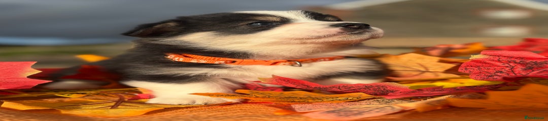 Welsh Corgi Pembroke Puppy 7 orange