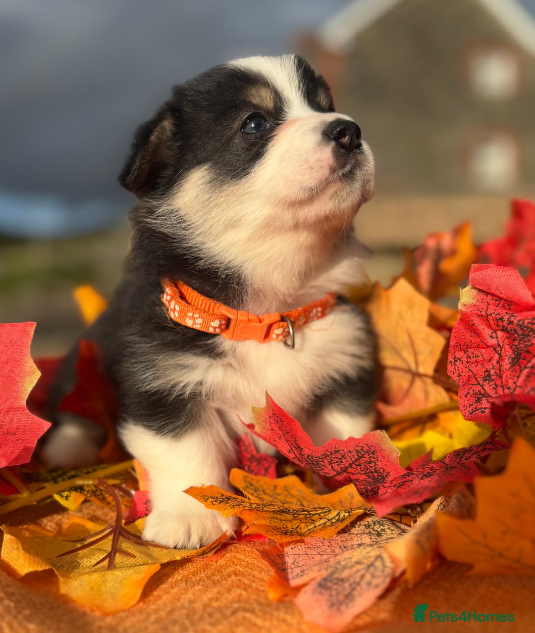 Welsh Corgi Pembroke dogs for sale: Champion Show quality stunning Corgi Puppies - Image 28