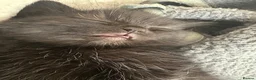 Mixed Breed cats for sale: Persian Cross Female kitten-Ready Now  - Advert 5