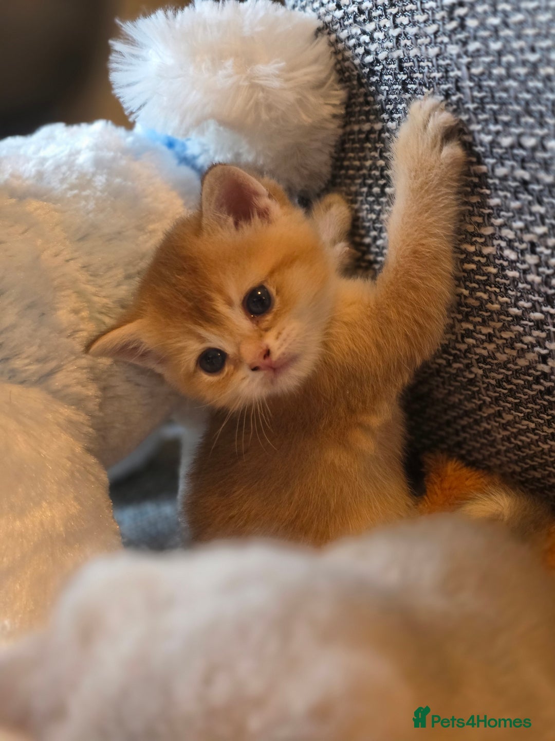 British Shorthair cats for sale: British shorthair Tica😻😽🐈😺😍🌹🌸🌼 - Advert 12