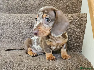 Miniature Dachshund dogs 5 Georgeous miniature dachsunds - Advert 5