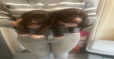 Cockapoo dogs - Advert 16