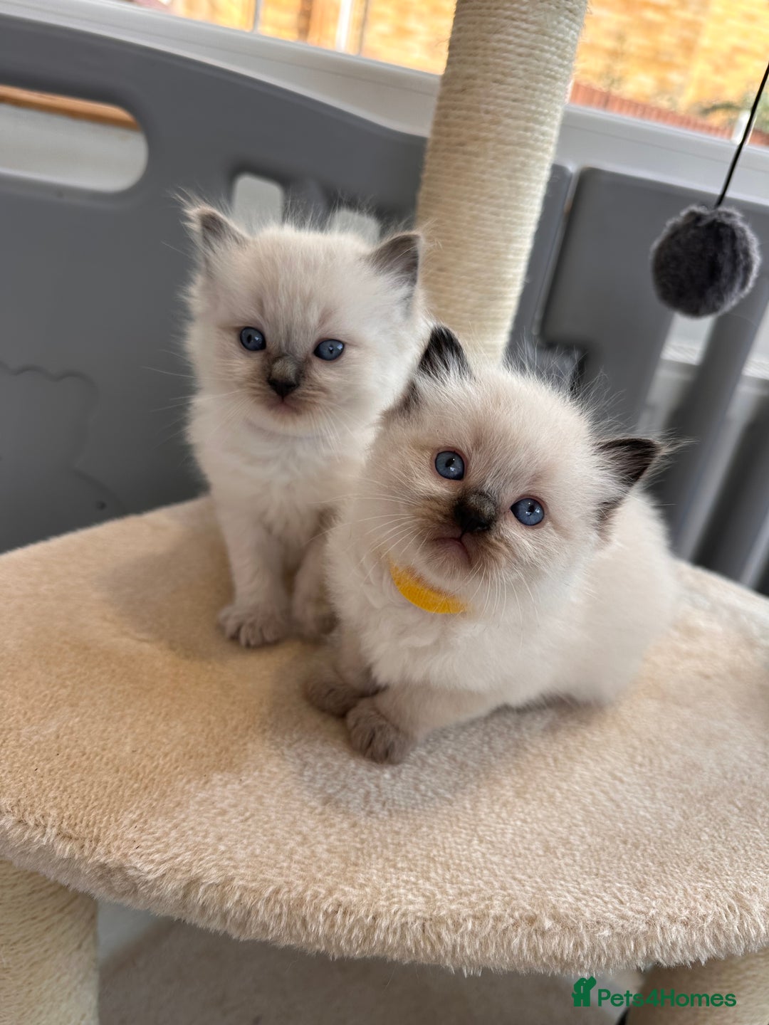 Ragdoll cats for sale: 💗Beautiful ragdoll kittens 💙 - Image 8