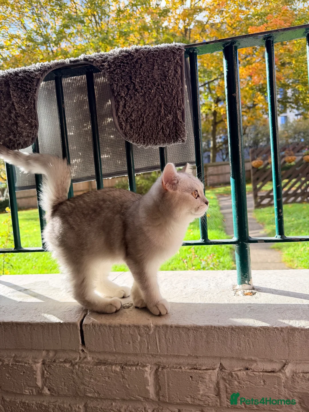 British Shorthair cats for sale: British Short Hair Chinchilla Silver ( boy )  in Birmingham - Advert 2