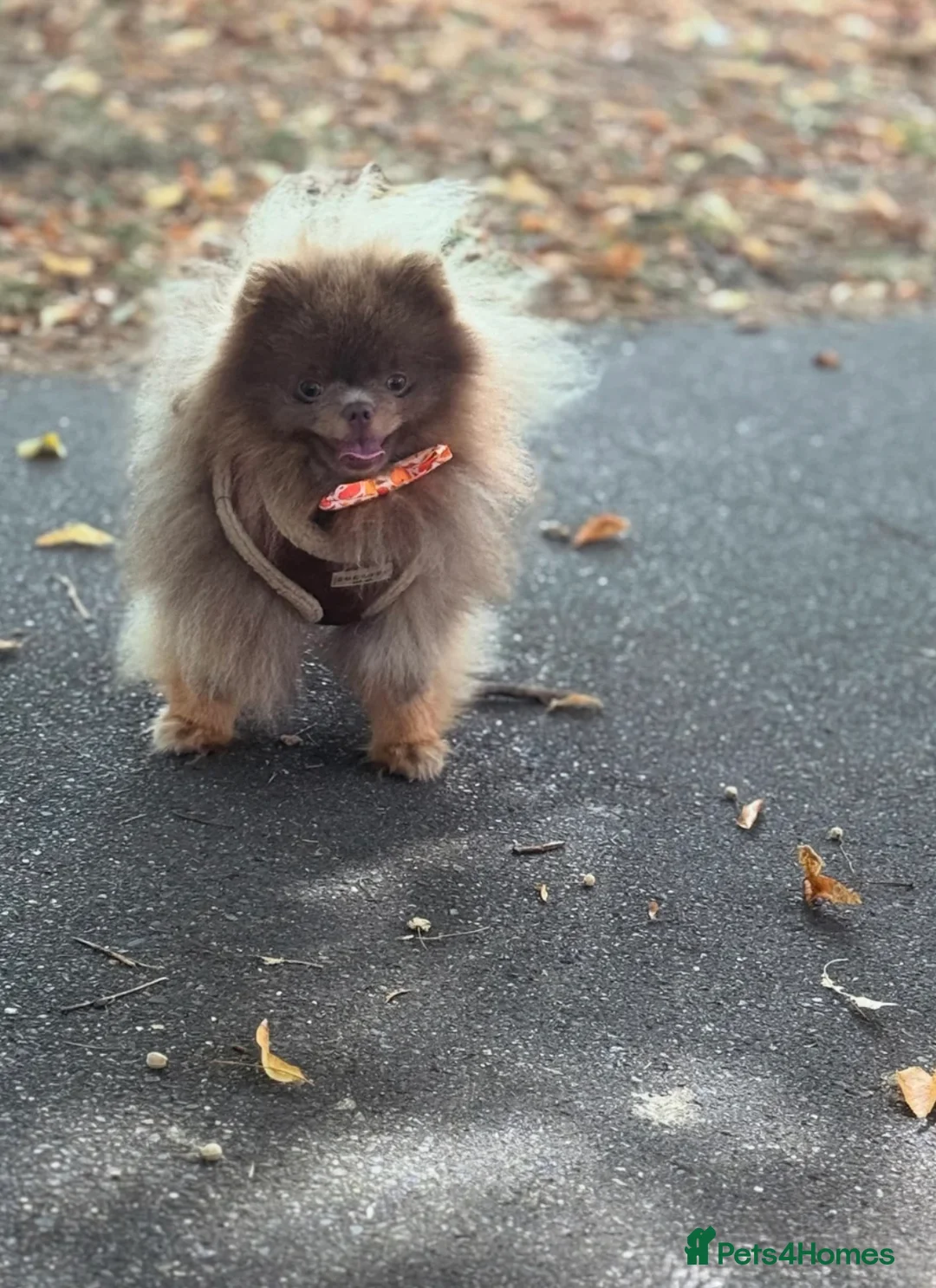 Pomeranian dogs for stud: Exclusive KC Lilac Tan Teddy 🧸 - Advert 10