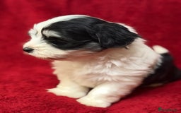 Havanese dogs for sale: Beautiful Havanese Puppies  - Image 10