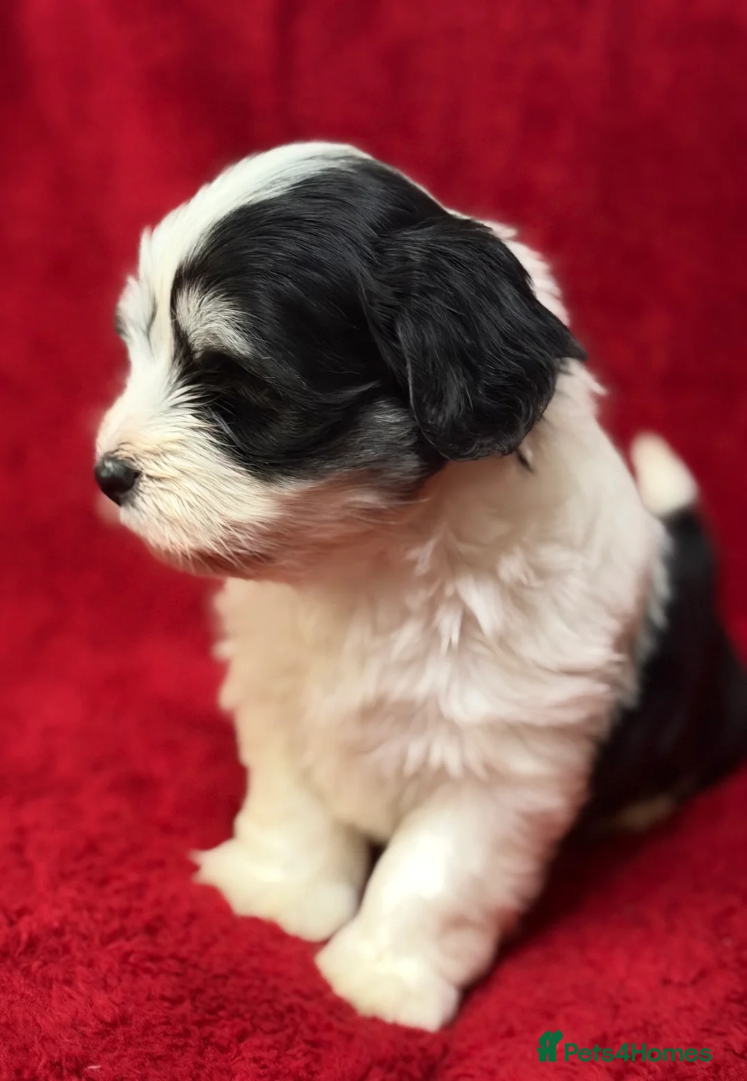 Havanese dogs for sale: ***Beautiful Havanese Puppies *** - Advert 16