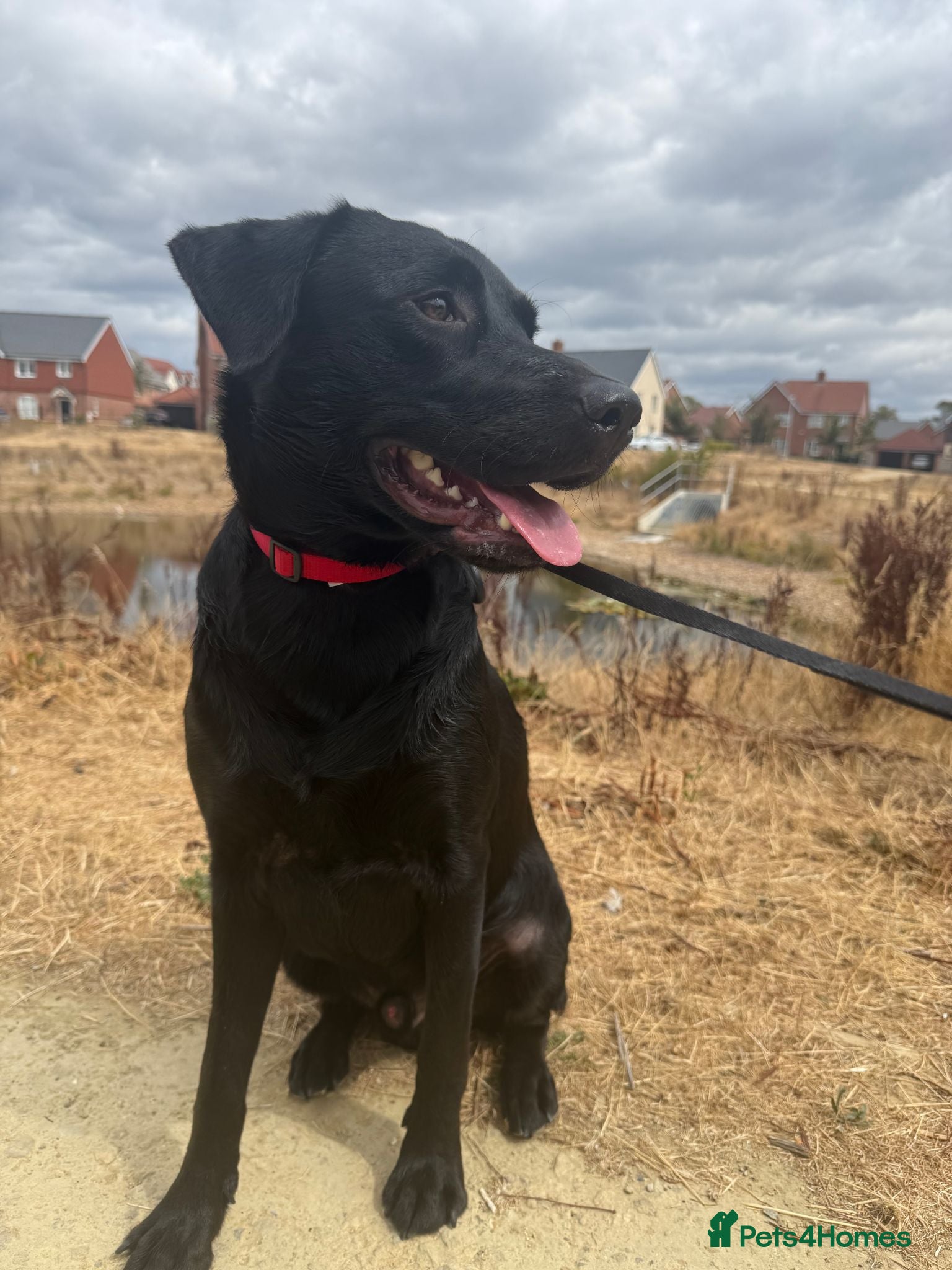 Labrador Retriever dogs CHARLIE - Black Labrador - Advert 8