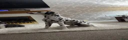 Dalmatian dogs for sale: Male Dalmatian - Woody in Prestatyn - Advert 4