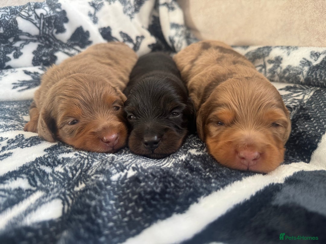 Miniature Dachshund dogs for sale: 3 Beautiful miniature longhair dachshund puppies - Image 6